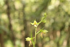 Habenaria virens